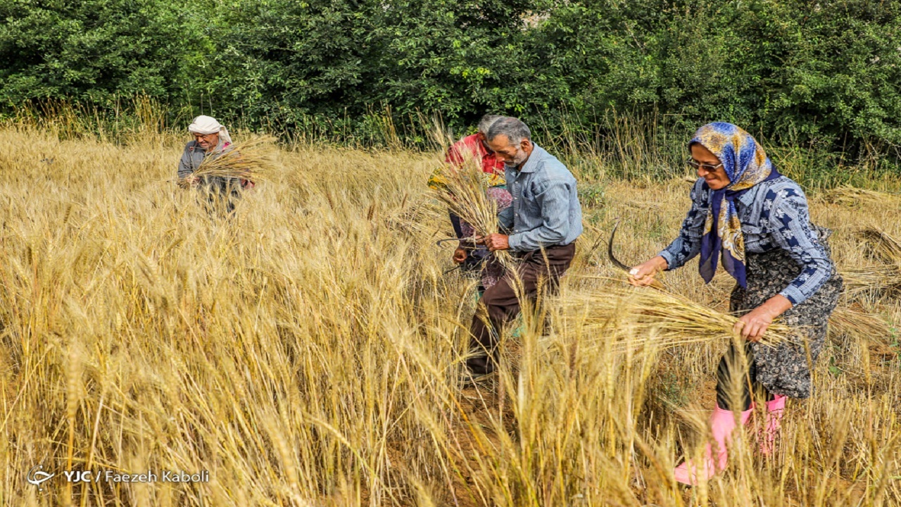 آمادگی کامل در استان همدان برای پرداخت بهای محصول گندمکاران