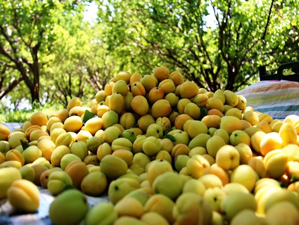 پیش‌بینی برداشت ۴۵۰ تن زردآلو از باغات شهرستان بهار