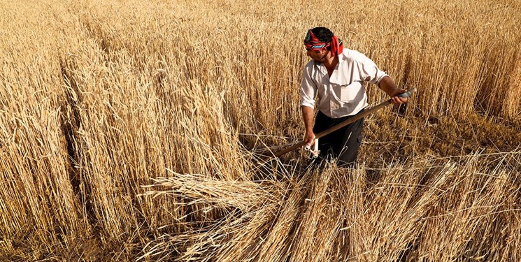 ۵۵ هزار تن گندم در نهاوند تحویل مراکز خرید شده است