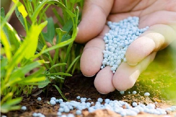 ذخیره ۲۲ هزار تن انواع کودشیمیایی در استان همدان