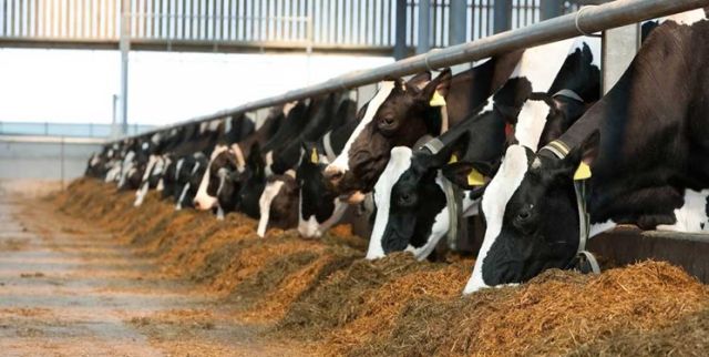 کاهش ۴۵ درصد کانون‌های آلوده به بیماری دام در همدان/ فعالیت ۳۴ اکیپ در محرم