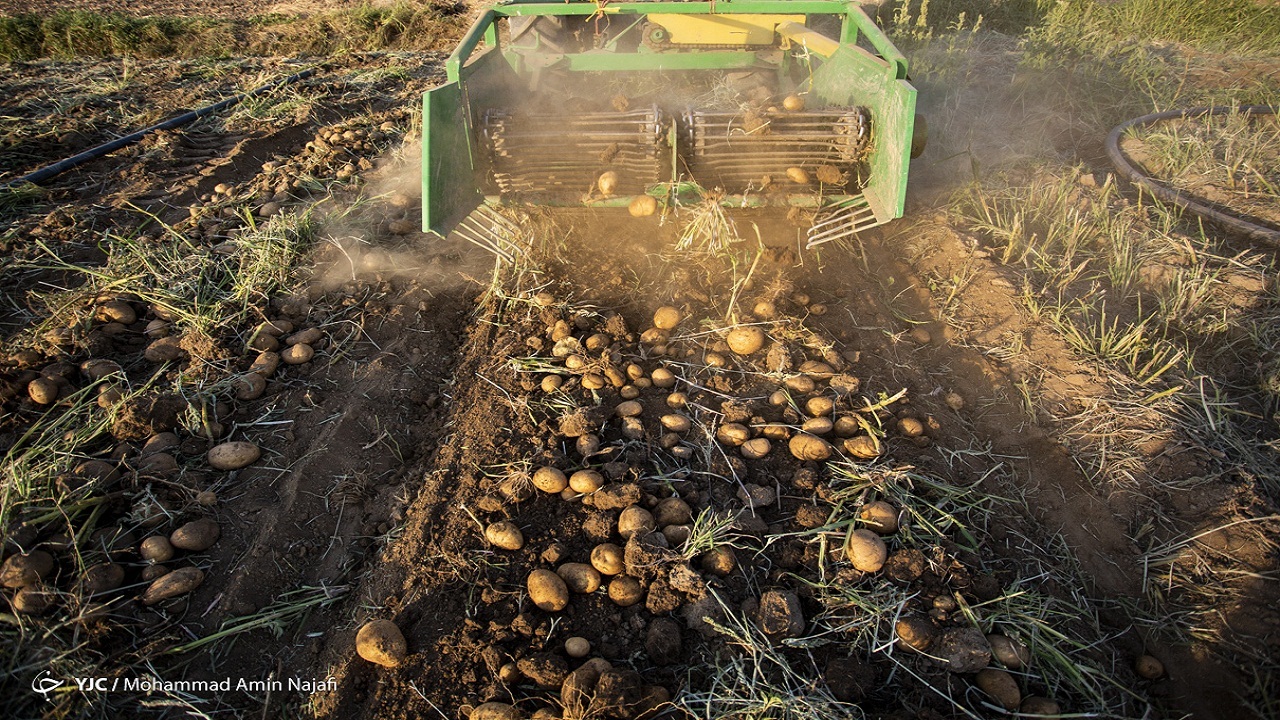 عرضه مستقیم سیب زمینی تنها راهکار برای مقابله با واسطه های همدانی