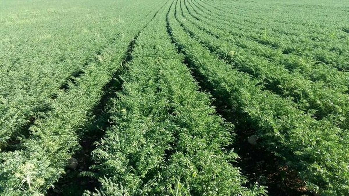 ممنوعیت کشت دوم در فامنین/ لزوم تغییر الگوی کشت