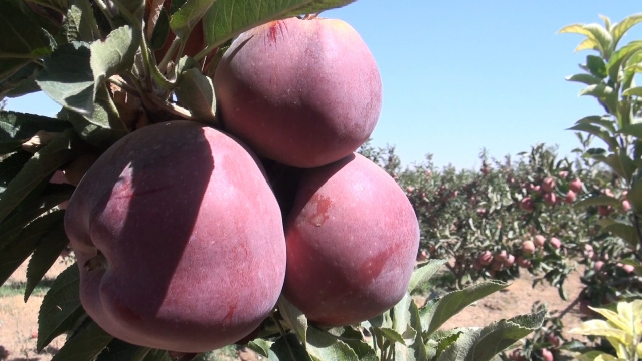 تولید سیب با طعم شیرین همدلی با تلاش خانواده بزرگ شیخلر