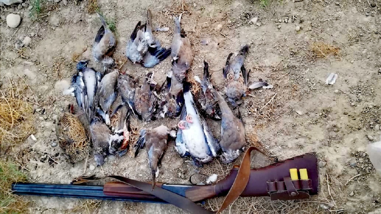 شکارچی پرندگان شکاری در فامنین به دام افتاد