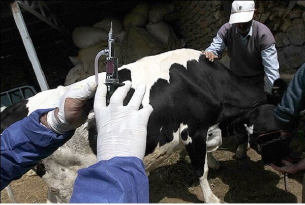 افزایش ۷۰ درصدی واکسیناسیون دام ها در استان همدان افزایش ۷۰ درصدی واکسیناسیون دام ها در استان همدان