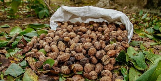 پیشبینی برداشت ۱۱ هزار تن گردو در نهاوند پیشبینی برداشت ۱۱ هزار تن گردو در نهاوند