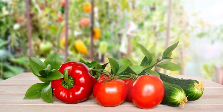 افزایش کشت گلخانه‌ای در همدان/ حذف ۲۰ درصد محصولات آب‌بر