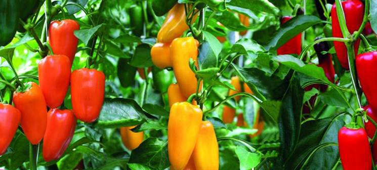 ۲۲۲ هکتار از اراضی همدان زیر کشت گلخانه‌ای است