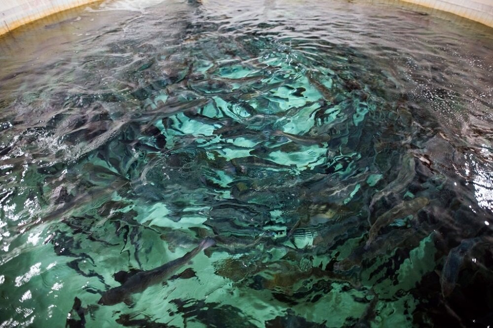 صنعت آبزی‌پروری و چالش تأمین خوراک ماهی| چشم امید بهره‌برداران به حمایت دولتی