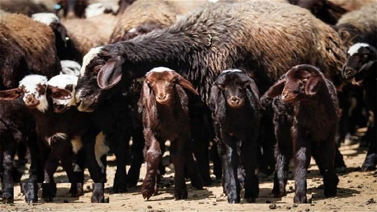 کشتار دام مولد ممنوع است