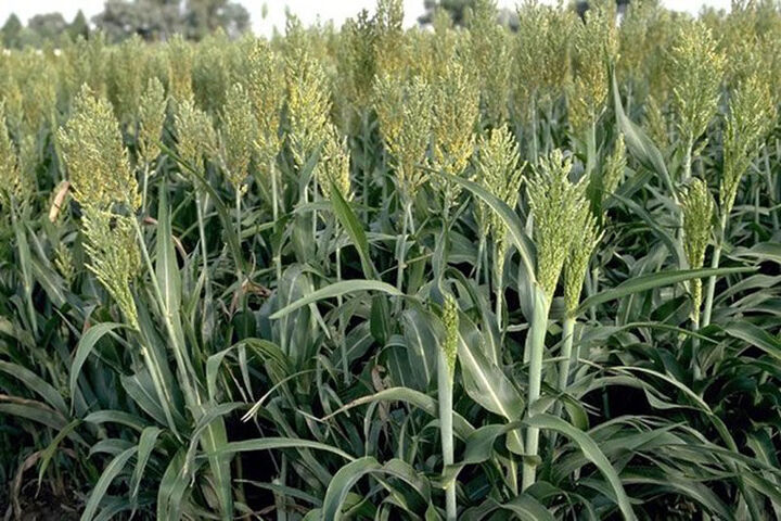 کشت گیاه علوفه ای سورگوم در استان همدان