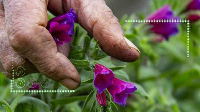 کشت قراردادی گیاهان دارویی دیم  در همدان