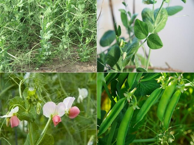 کشت گیاهان علوفه‌ای در اراضی دیم همدان