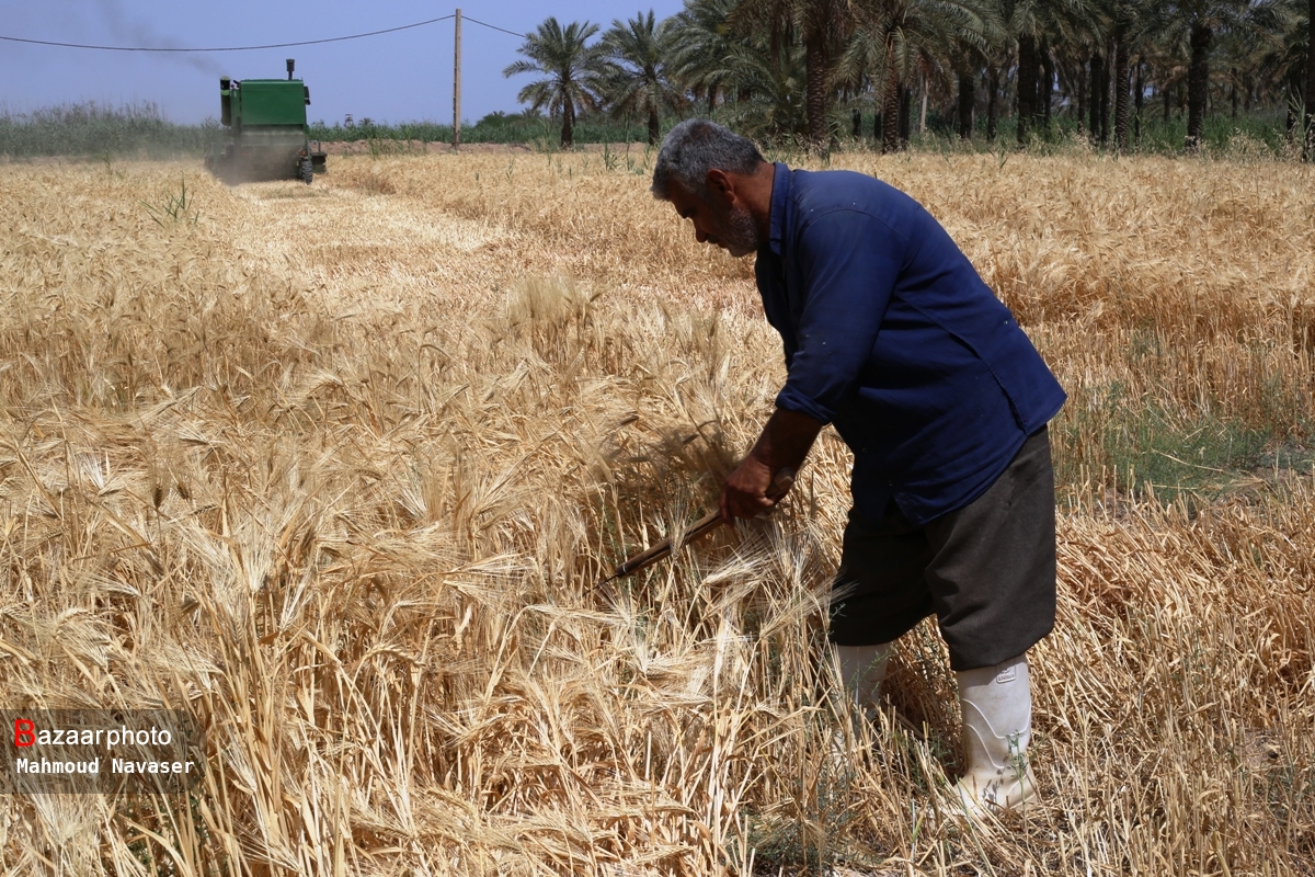 ۳۹ مرکز خرید تضمینی گندم در همدان فعال شد