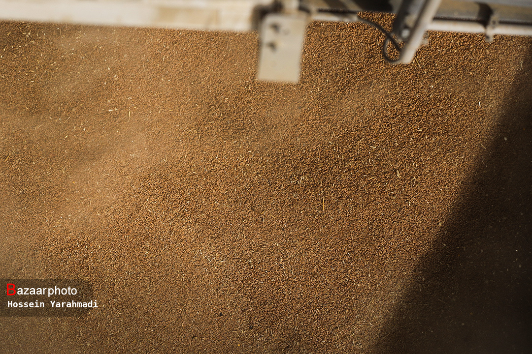 خرید ۶۷ هزار تن گندم توسط مراکز شبکه تعاون روستایی همدان