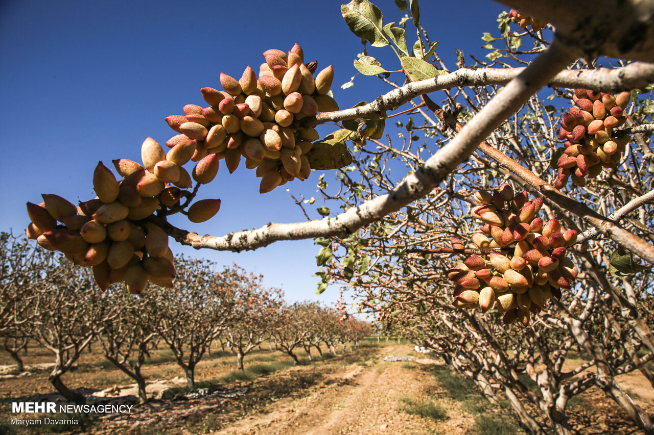 ۲۴ هکتار از باغات فامنین زیر کشت پسته رفته است