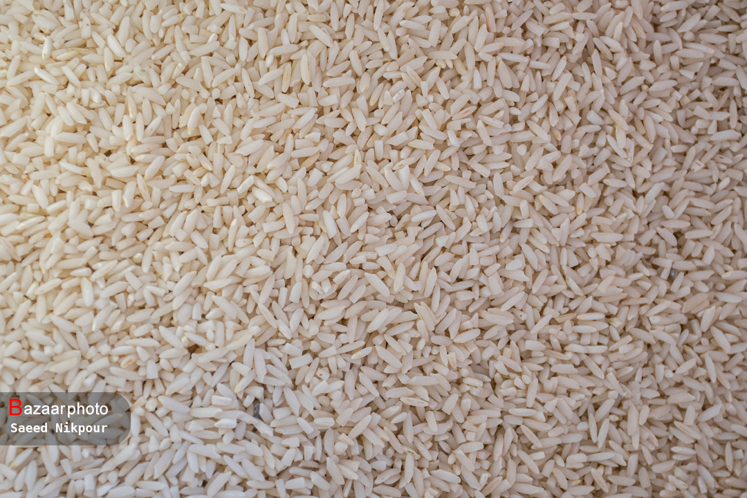 افزایش تقاضای خرید برنج کشت دوم قیمت این کالا را با جهش و نوسان همراه کرده است